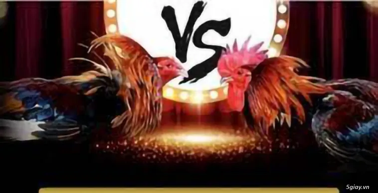 Đá Gà EV88 Đấu Trường Đỉnh Cao Cho Kê Thủ Chuyên Nghiệp