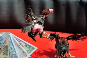 Thống Lĩnh Đấu Trường Với Cách Chơi Đá Gà Sabong Tại EV88